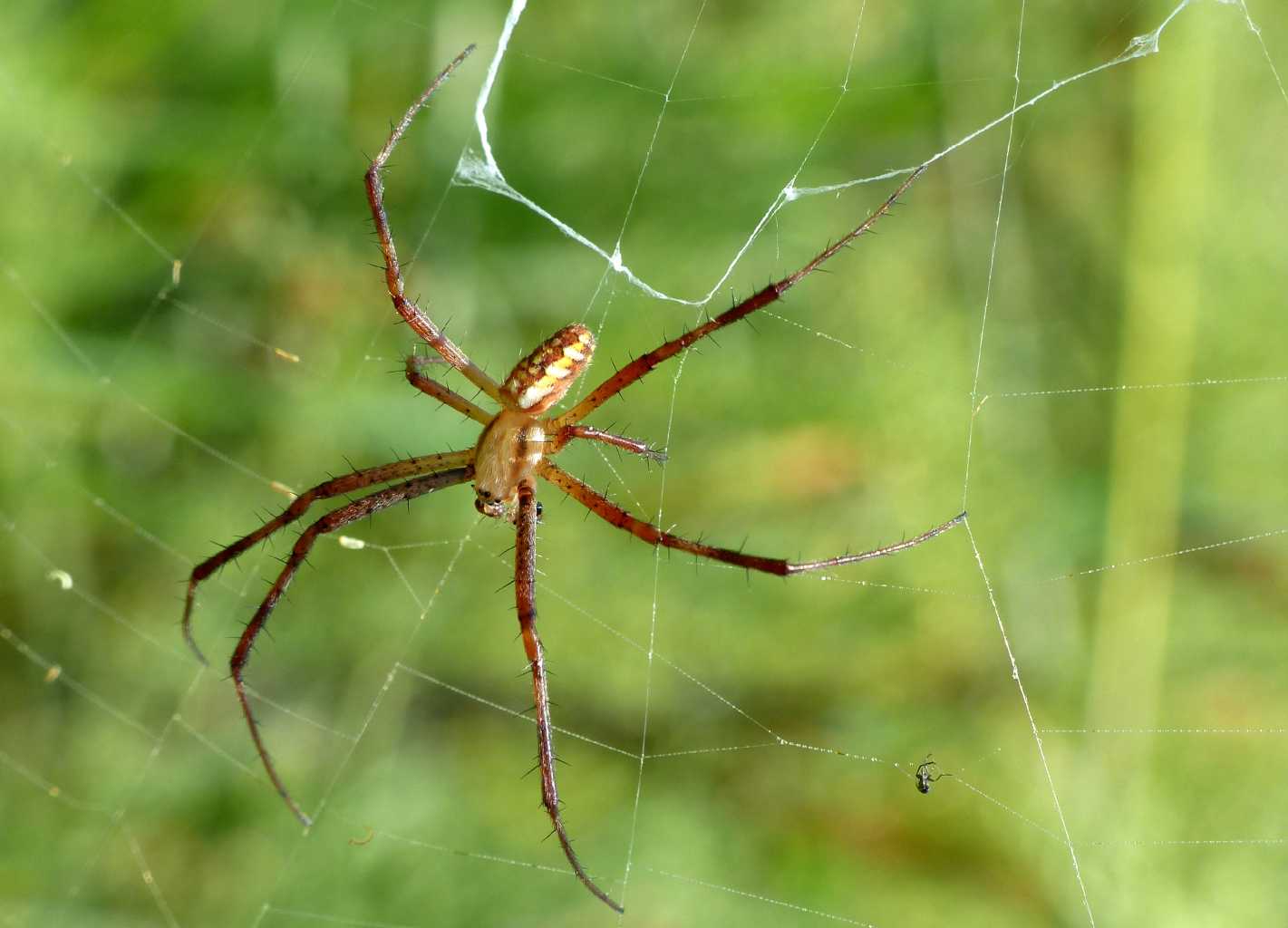 Argiope bruennichi: corteggiamento - S. Teresa G. (OT)